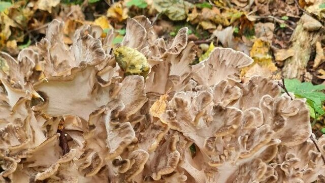 В Гвардейском и Правдинском лесах нашли вкусный гриб, который нельзя собирать (фото) 