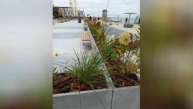 В Зеленоградске закончили благоустройство «Розы ветров», которая позеленела на стыке с променадом