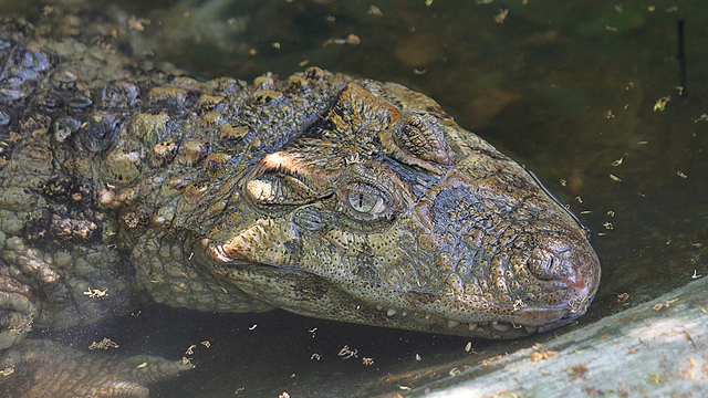 Где в Калининграде зимует  крокодил?