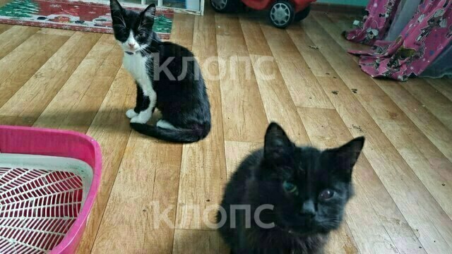 Котят, которых жестоко избили в Калининградской области, забрали зооволонтёры. Требуется помощь в лечении (фото)  