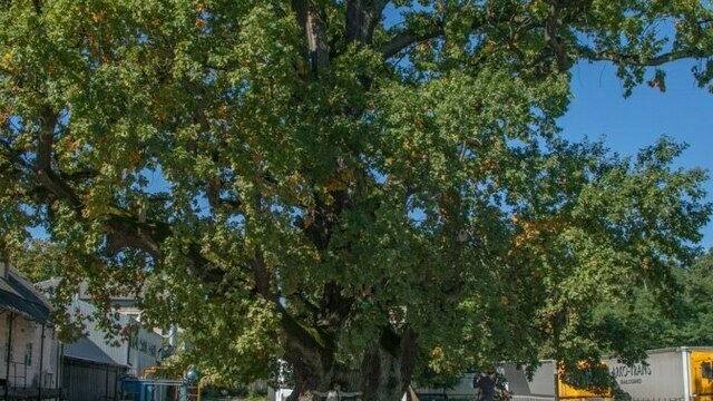 В Ладушкине после экспертизы 800-летний дуб помолодел втрое, что возмутило местных жителей и краеведов  