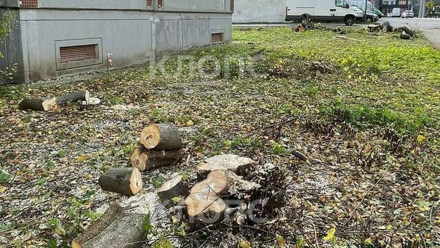 В Калининграде на Борзова вырубают деревья, рабочие говорят — под велодорожку (видео)