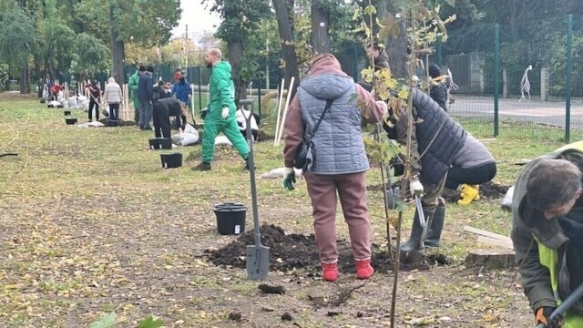 В Гурьевске в парке Сенситивного развития появилось 30 молодых клёнов