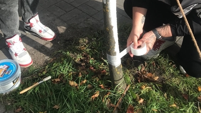 В Полесске студенты вылечили молодые клёны, которые порезали вандалы (фото)