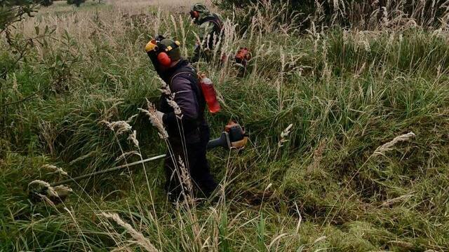В Калининграде в Первомайском лесничестве экологи позаботились о молодых деревьях