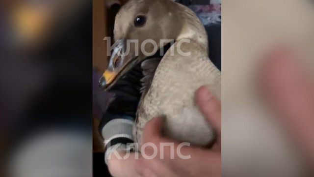 В Калининградской области гусь с повреждённым крылом остался один и пришёл к рыбакам за помощью (видео)  