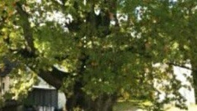 Путь к Грюнвальдскому дубу станет открытым для всех