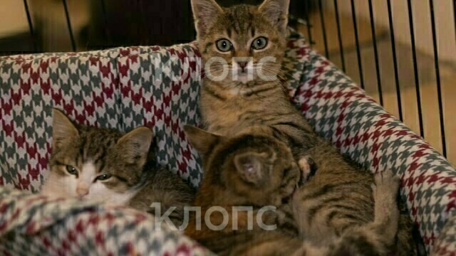 В Калининграде неизвестные массово отравили котят, волонтёры спасают выживших малышей