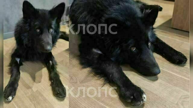 Собачий лай сделал врагами жителей калининградского СНТ, хозяин животных винит соседа в их отравлении  