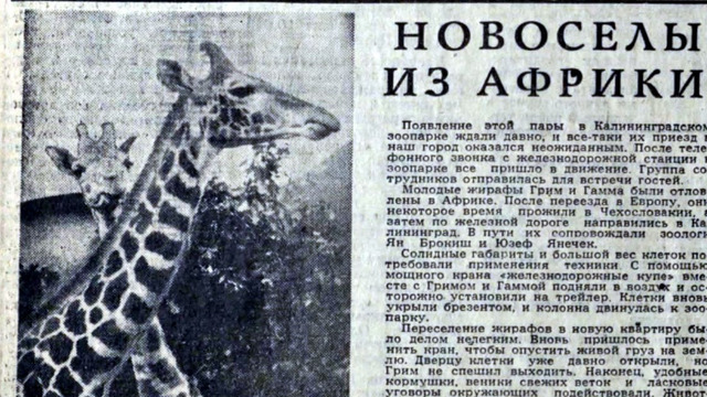 В госархиве рассказали, как в Калининградский зоопарк в октябре 1970 года завезли пару жирафов