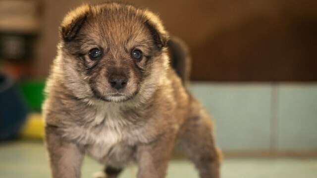 Спасённого из колодца месячного щенка, названного Даной, забрала семья из Гурьевска (фото, видео)  