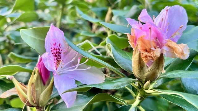 В Калининграде зацвели по второму разу весенние растения