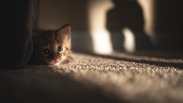 Жители Гусева напуганы слухами о живодёрах, мучающих кошек  