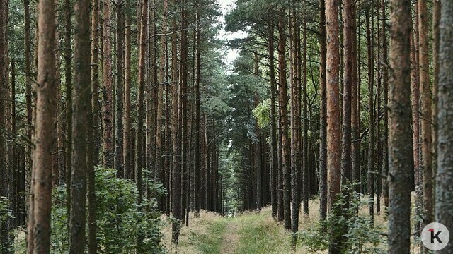 На Куршской косе дважды напали на грибников из Калининграда (видео)  