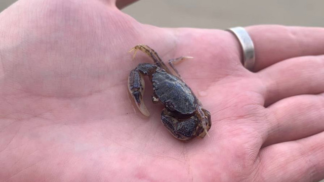 Впервые заметили ещё в 1936 году: калининградский биолог — о малютке-крабе из Зеленоградска