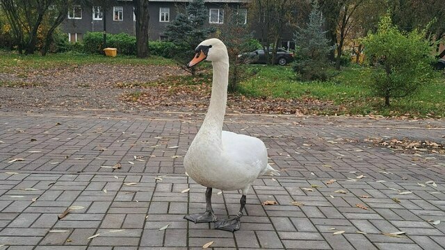 В Калининграде спасли лебедя-иностранца от местных сородичей (фото, видео)