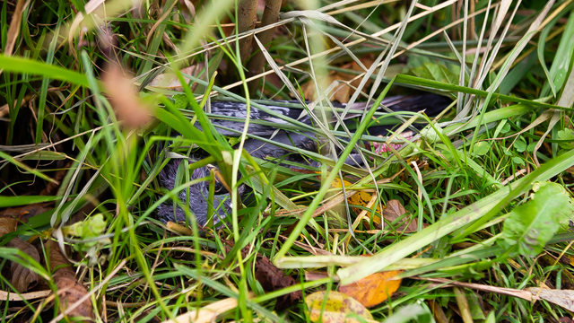 Причиной гибели голубей на Летнем озере могло стать отравление (фоторепортаж)