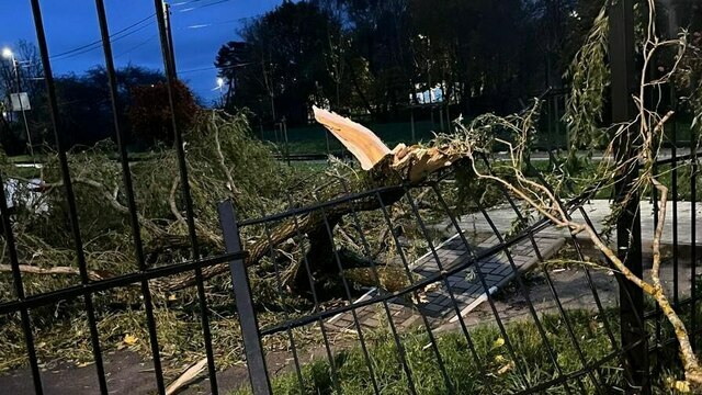 В Светлогорске поваленные ветром деревья погромили заборы и линии электропередач