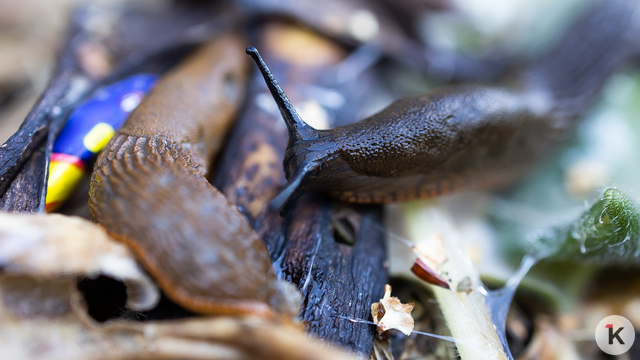 Калининградский агроном рассказал, как бороться со слизнями осенью  