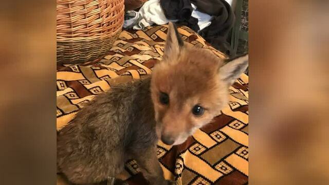 Калининградец выходил лисёнка-сиротку и нашёл свою любовь (фото) 