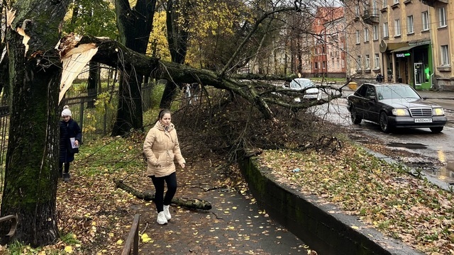 В Калининграде шторм повалил деревья, побил машины и отключил свет