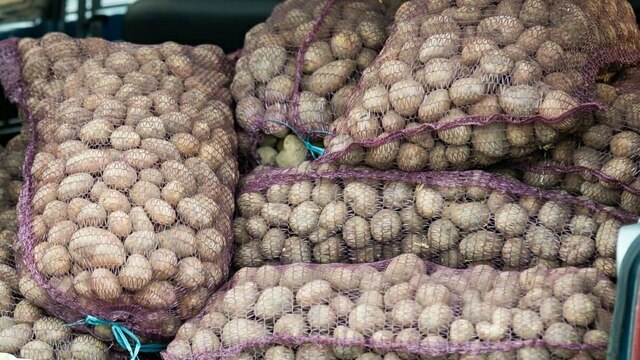 В Калининградской области собрали картофеля больше всех по округу, несмотря на плохой урожай — статистика 