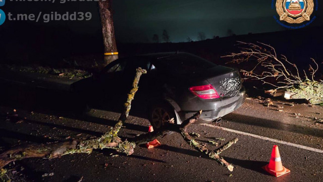 В Зеленоградском районе во время ночного шторма легковушка врезалась в упавшее на дорогу дерево 