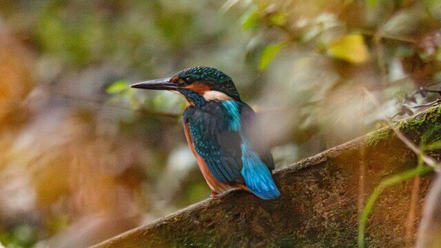Потрогать зимородка: калининградский фотограф рассказала, как «охотится» за птицами (фото)  