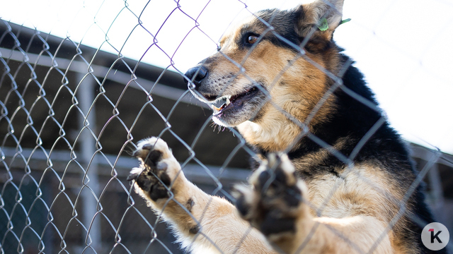 Грусть собаки из-за разлуки с хозяином — это не норма, считают кинологи