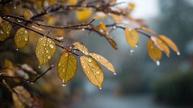 Тельцов сломит осенняя хандра, а Скорпионы свернут горы: гороскоп на короткую рабочую неделю с 5 по 7 ноября  