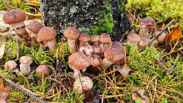 В Краснознаменском районе уродились долгожданные мохнатые опята (фото)  