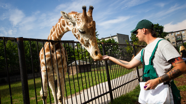В Калининградском зоопарке умер 18-летний жираф по кличке Мэру 
