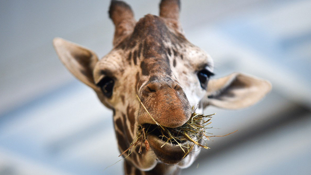 Умер стремительно: в зоопарке в Калининграде не стало еще одного долгожителя