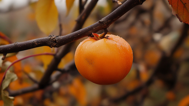 Врач объяснил, как правильно есть хурму и не набрать при этом вес