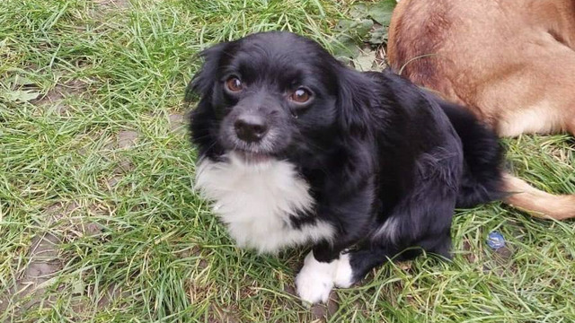 В Зеленоградске собака укусила 9-летнего мальчика, с хозяйки решили взыскать 15 тысяч рублей 