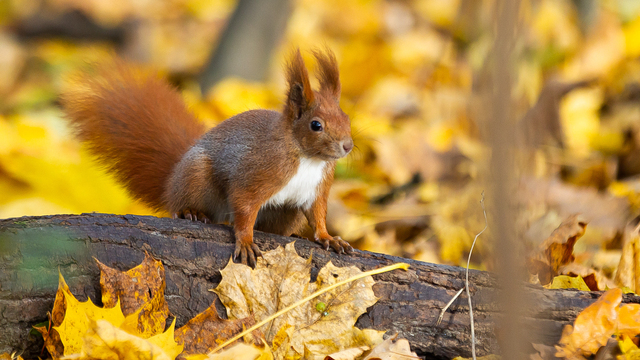 Рыжие хвостики в золотых листьях: как белки наслаждаются уходящей осенью на Литовском Валу (фоторепортаж) 