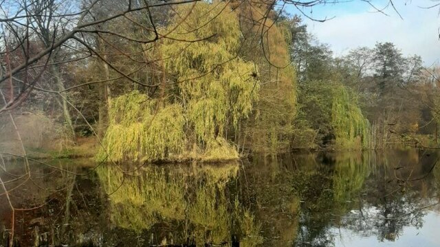 В Калининграде розы, калина и рододендроны расцвели под ноябрьским солнцем (фото)  