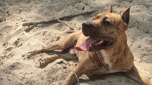 На защиту 4-летнего калининградца встаёт пёс