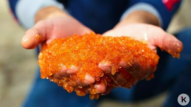 В России цены на красную рыбу и икру к Новому году вырастут на 7% — эксперт  