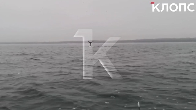 Недалеко от Балтийска в море заметили кита (видео)