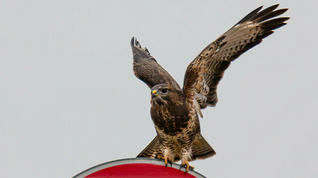 Пернатый регулировщик: неподалёку от Правдинска канюк облюбовал дорожный знак (фото) 