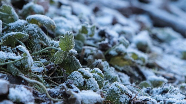 В Калининградской области потепление в четверг и пятницу сменится резким похолоданием на выходных