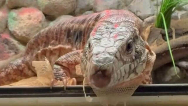 В Калининградском зоопарке красных тегу переселят в Тропический дом