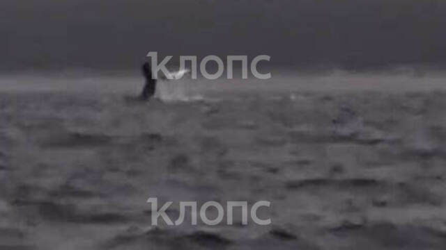 Резвящегося у Балтийска кита успели заснять и в Янтарном (видео) 