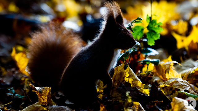 Погода в Калининграде и области во вторник
