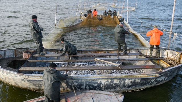 Съесть норму рыбы Минздрава в Калининграде стоит как мини-отпуск