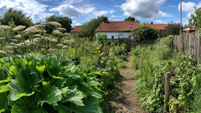 В Гурьевском районе огороды захватывает «советский триффид»  