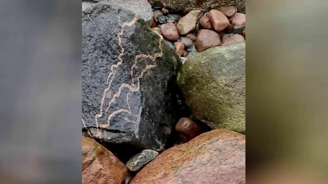 «Глисты динозавров» нашёл калининградский историк на берегу Балтики (фото)  