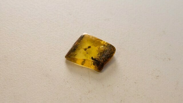 Калининградские учёные выяснили, как погиб древний муравей, которого нашли в янтаре