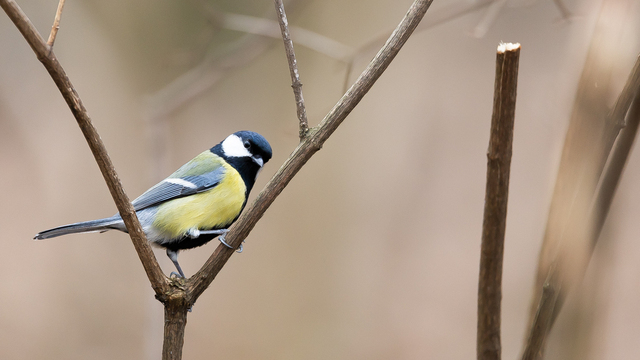 В России отмечают день птички, которая может постоять за себя, а иногда отращивает усы (фото) 
